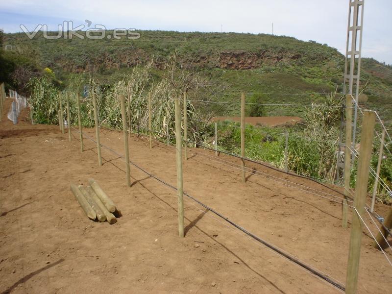 preparacion y plantacion de parral