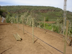 Preparacion y plantacion de parral