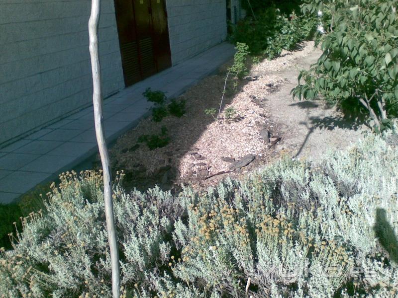 Madera de pino triturada para mulching.