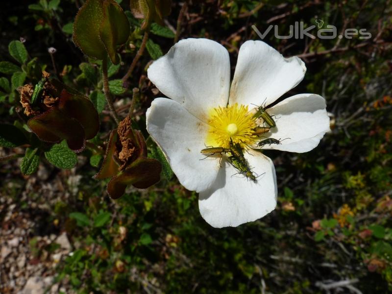 Flores de Bach