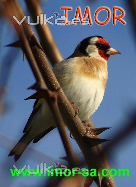 visite nuestra web todo tipo de jaulas para aves y animales de compaia