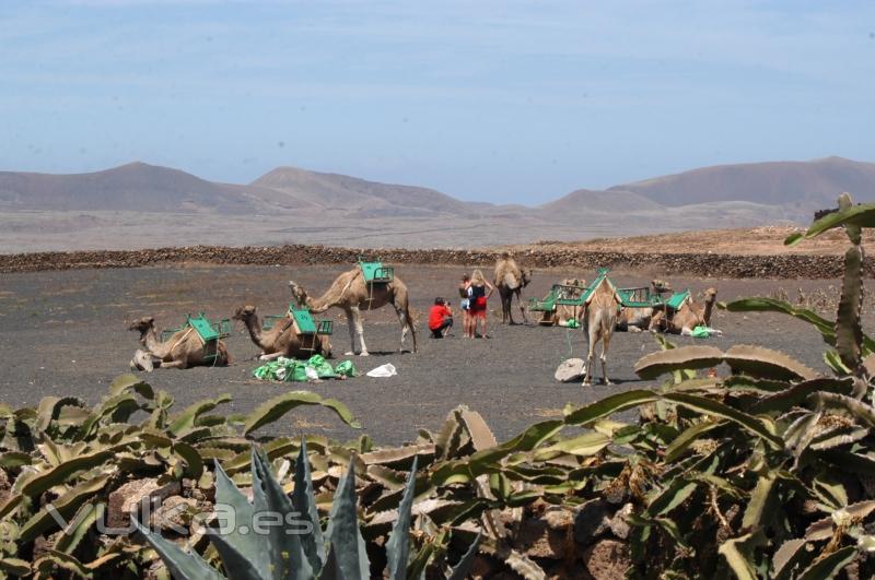 Los camellos originarios de Fuerteventura y no de Lanzarote como se creen