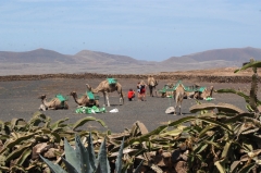 Los camellos originarios de fuerteventura y no de lanzarote como se creen