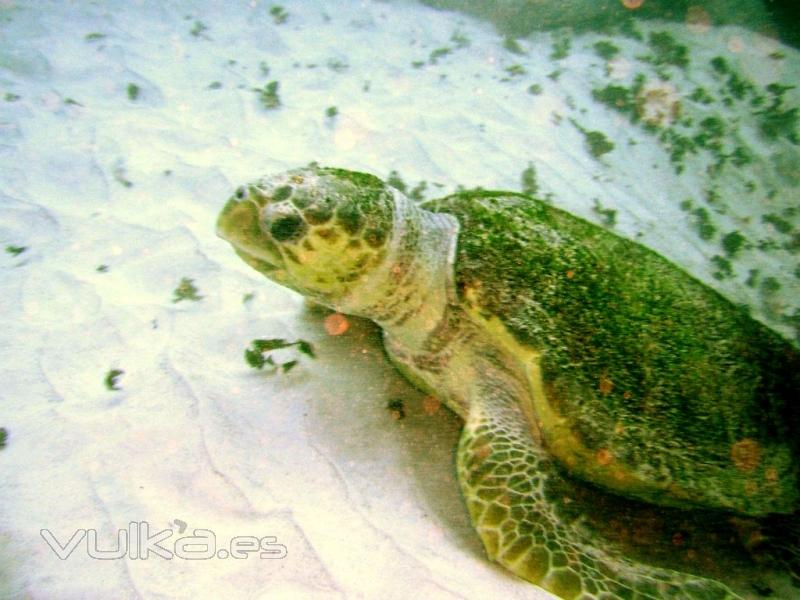 Totuga Boba en la zona entre corralejo e Isla de Lobos.