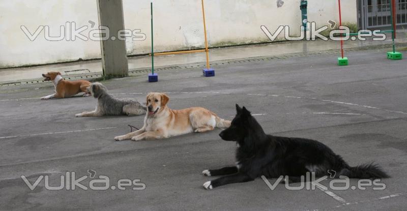 Trabajo Grupal-Educacion Canina Guipuzcoa,San Sebastian,Irun