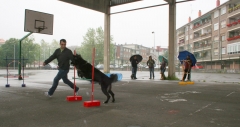 Agility guipuzcoa,san sebastian,irun,etolcanin