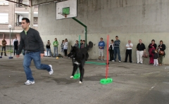 Agility guipuzcoa,san sebastian,irun,etolcanin