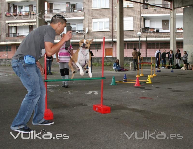 Agility Guipuzcoa,San Sebastian,Irun,ETOLCANIN