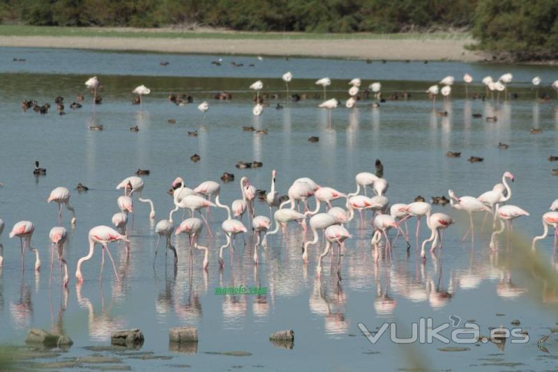 Colonia flamencos en Lagunas de Lantejuela