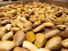 Coquinas frescas (Vivas) y Congeladas.