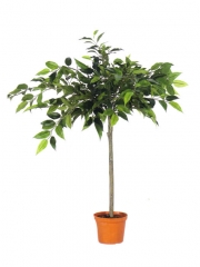 Ficus mini artificial. oasisdecor.com ficus artificiales de calidad