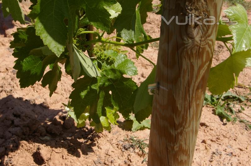 grapilln dinamic ahorra esfuerzos elimina accidentes til para el cultivo de espalderas