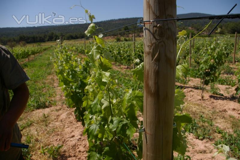 grapilln dinamic excelente gua para los alambres utilizados en el cultivo de espaldera tradicional con postes de ...