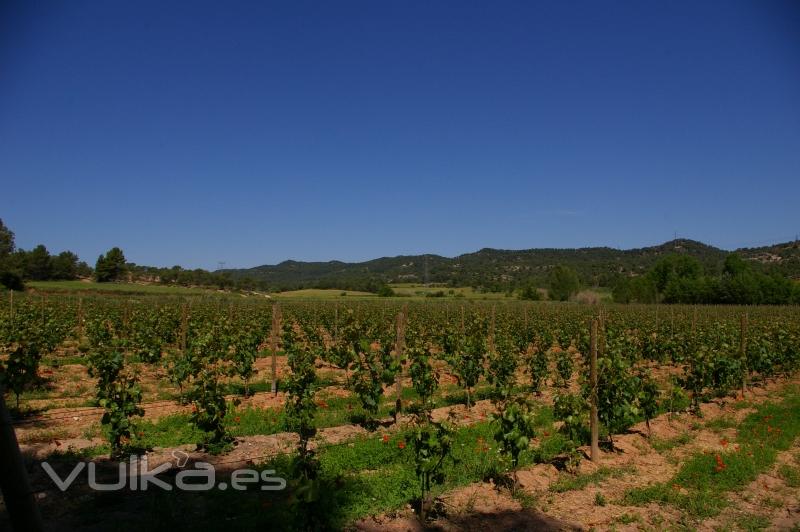 vista general de una viña donde se utiliza este sistema de grapillón dinamic  y postes de madera tratada