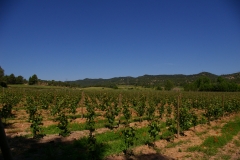 Vista general de una vina donde se utiliza este sistema de grapillon dinamic  y postes de madera tratada