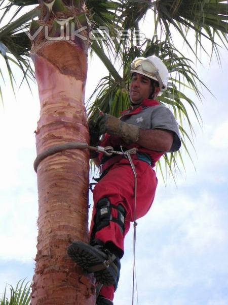 Poda de todo tipo de palmeras