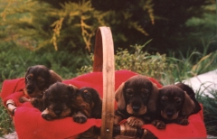 El sauzal teckels cachorros teckel