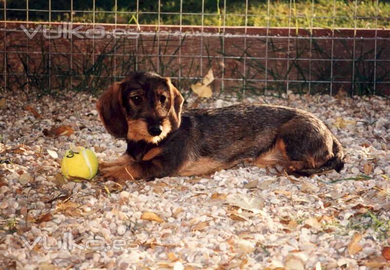El Sauzal Teckels Cachorro Teckel jugando con una pelota