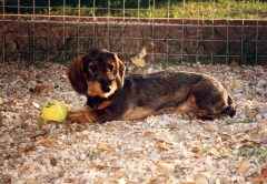 El Sauzal Teckels Cachorro Teckel jugando con una pelota