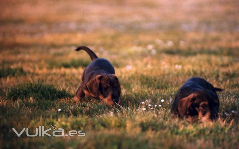 El Sauzal Teckels Cachorros Teckel jugando el la hierba
