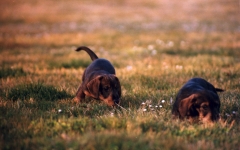 El sauzal teckels cachorros teckel jugando el la hierba