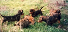 El sauzal teckels cachorros teckel entrenando