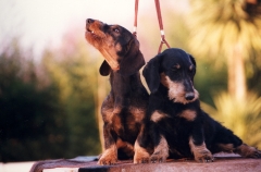 El sauzal teckels cachorros teckel aprendiendo educacion