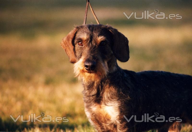 El Sauzal Teckels Cachorros Teckel entrenando aprendiendo a pasear con correa y obedecer las rdenes