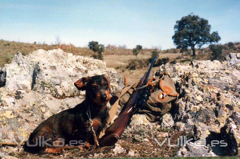 El Sauzal Teckels Cachorros Teckel una de las mejores razas para la caza