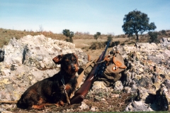El sauzal teckels cachorros teckel una de las mejores razas para la caza