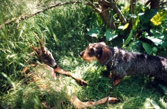 El Sauzal Teckels Cachorros Teckel una de las mejores razas para la caza