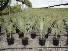Gran variedad de palmeras resistentes al frio