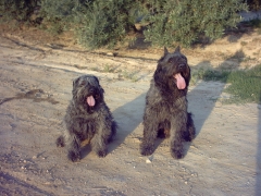 Foto 10 accesorios mascotas en Granada - Peluqueria Canina Zoraican