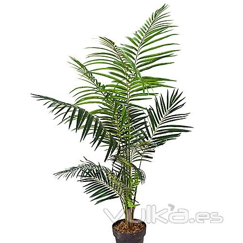 rbol Areca. lallimona.com