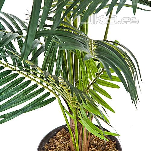 rbol Areca detalle. lallimona.com