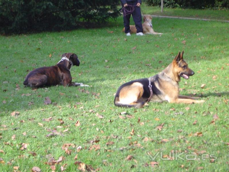 Seminarios,Monograficos Etologia y Adiestramiento Canino Guipuzcoa