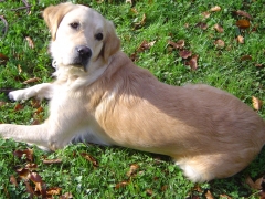 Etolcanin educacion canina,adiestramiento y etologia aplicada - foto 10