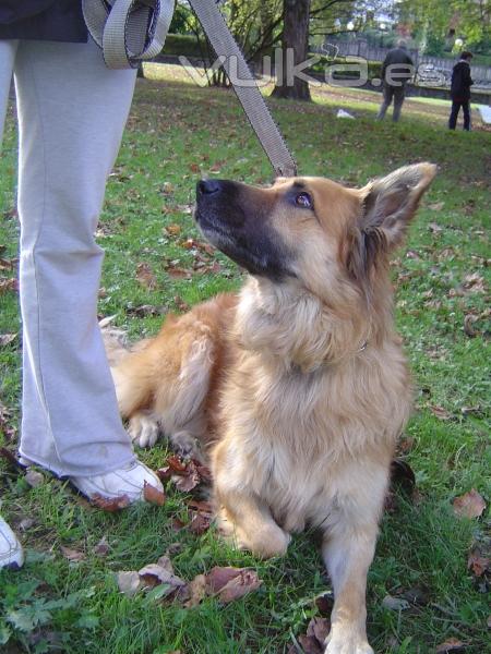 ETOLCANIN Educacin Canina,Adiestramiento y Etologia Aplicada