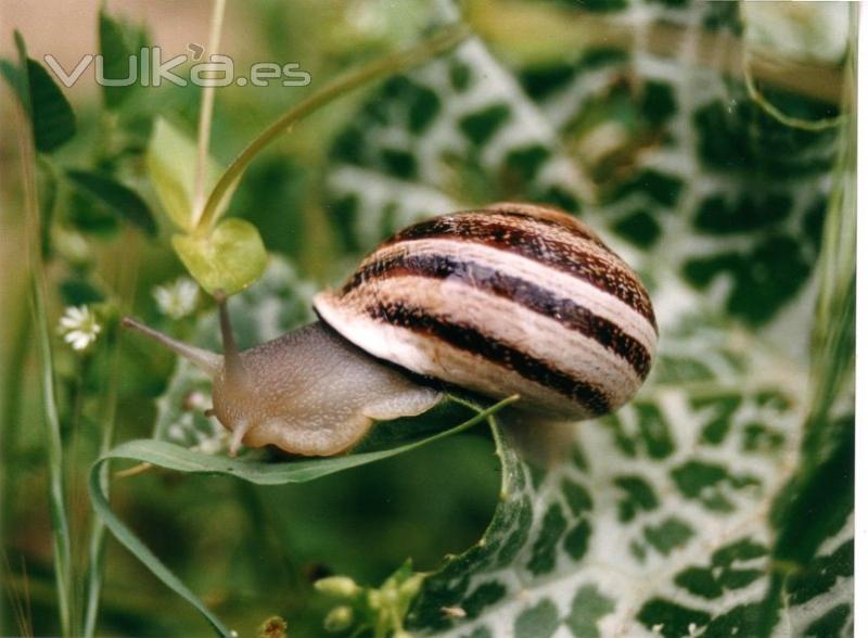 Caracoles del Mediterraneo