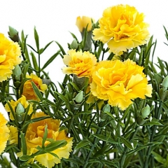 Planta artificial mini clavellinas amarillas detalle. lallimona.com