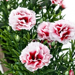 Planta artificial mini clavellinas rosas detalle. lallimona.com