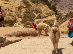 Llamas bajando de sacsayhuaman