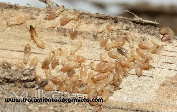 Alicante termitas eliminar termitas eliminar carcomas