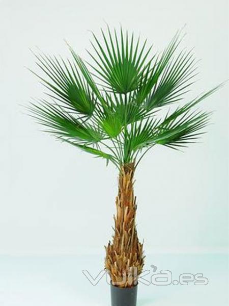 Palmera Washingtonian, la más natural de las artificiales, en ArticoEnCasa.com