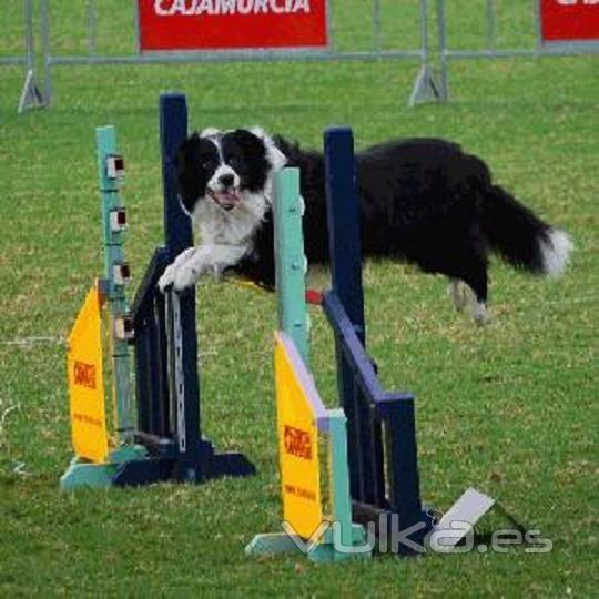 Agility y otros tipos de cronmetros para competiciones de animales. Candromos, Hipdromos, etc. 