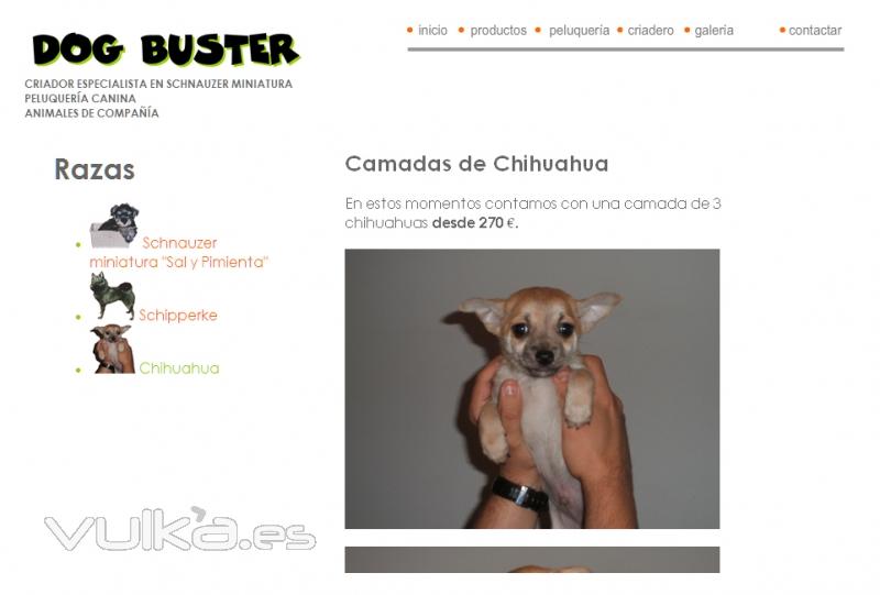 Diseo Web de peluquera canina y criador de Schnauzer miniatura sal y pimienta. dogbuster.es