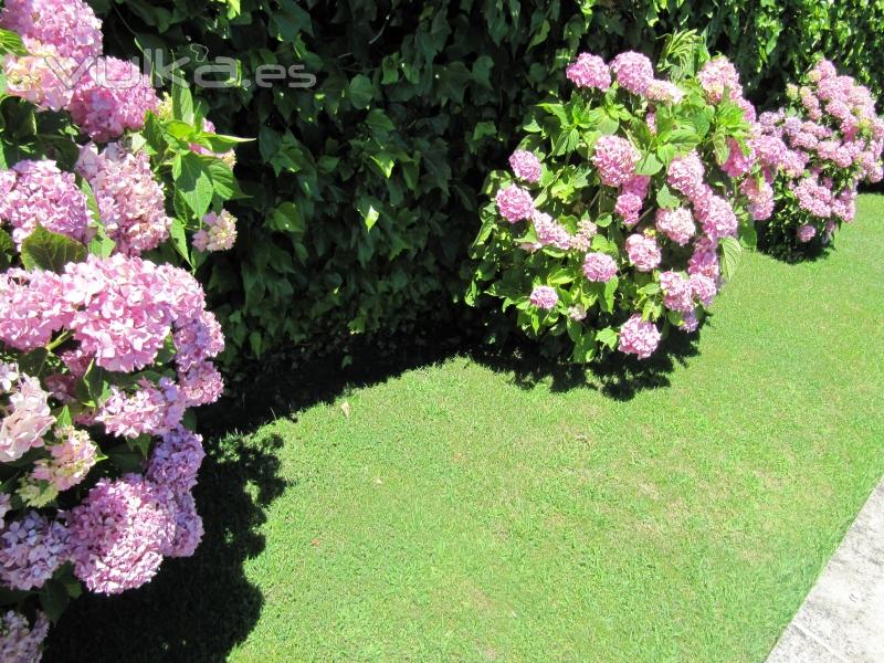 jardn con macizos de Hortensias