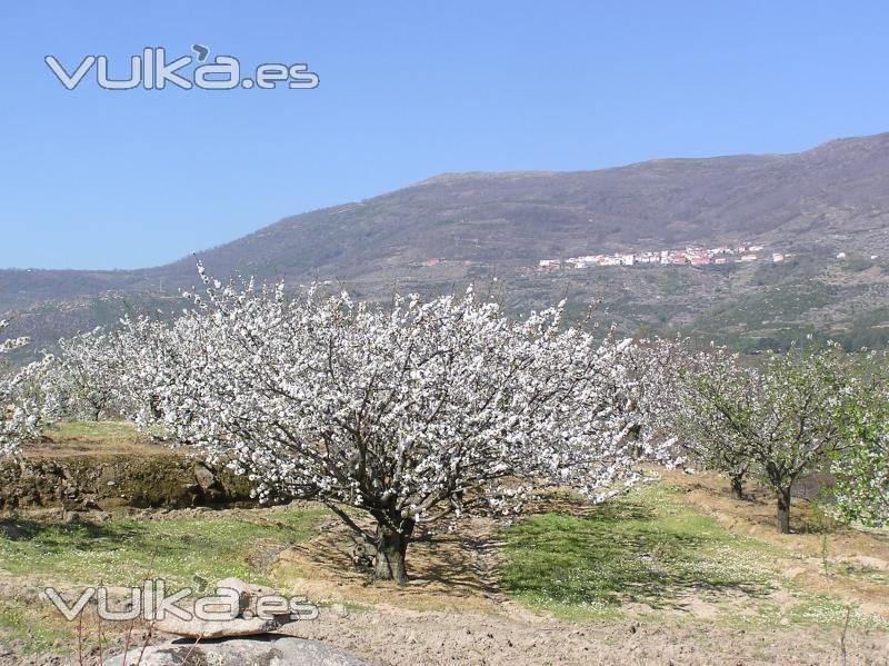 Vista de El Torno y cerezo en flor