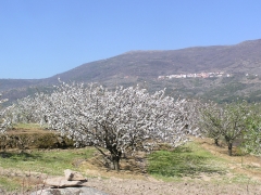 Vista de El Torno y cerezo en flor