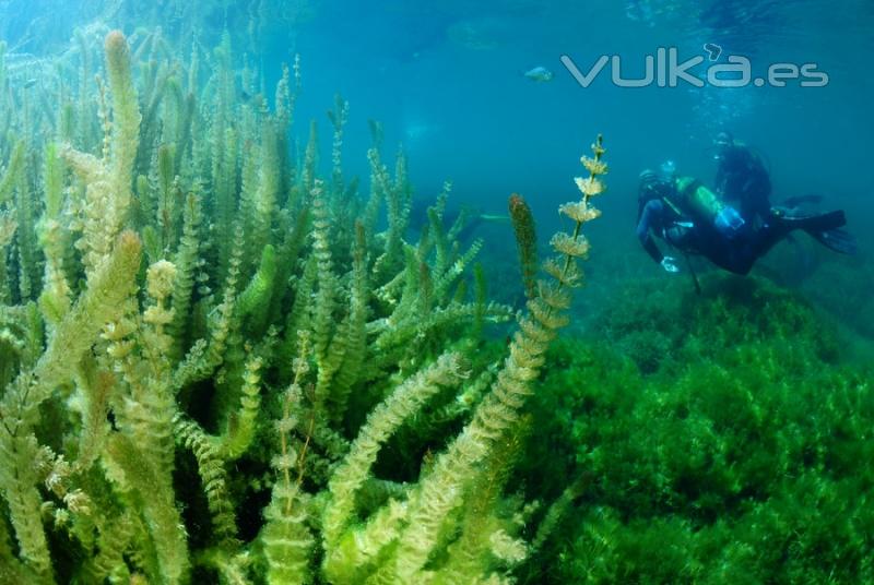 Submarinismo en las Lagunas de Ruidera